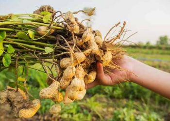 Kulit Ari Kacang Tanah Ampuh Sembuhkan Berbagai Penyakit