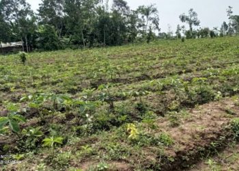 Jokowi Ramal Masa Depan Cerah Bagi Tanaman Porang